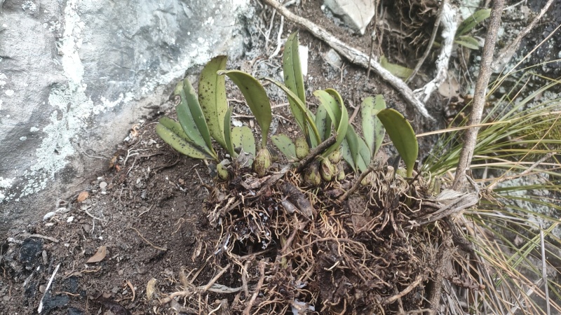 石橄榄