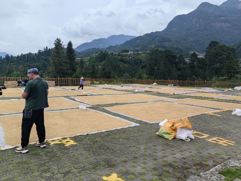 大米/广西香米/籼米/高山梯田一季新米/留胚米