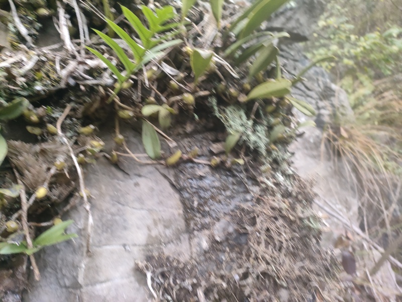 石橄榄