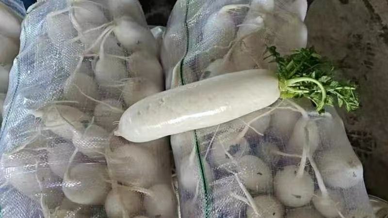 湖北精品白萝卜产地发货一手货源批发品质保证价格美丽