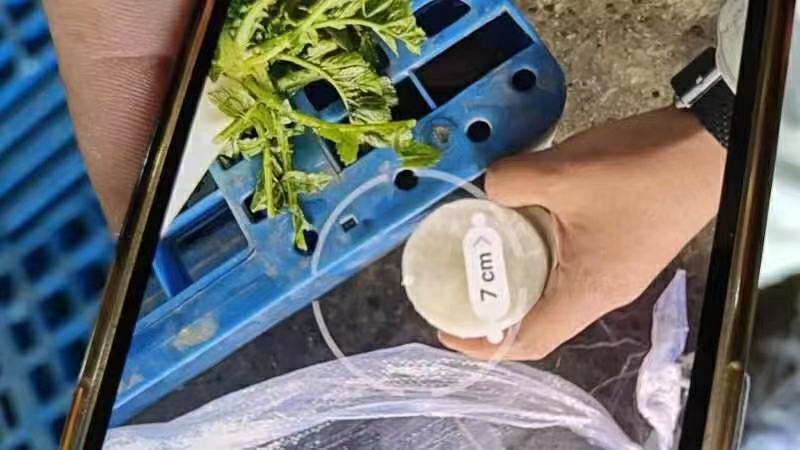 湖北精品白萝卜产地发货一手货源批发品质保证价格美丽