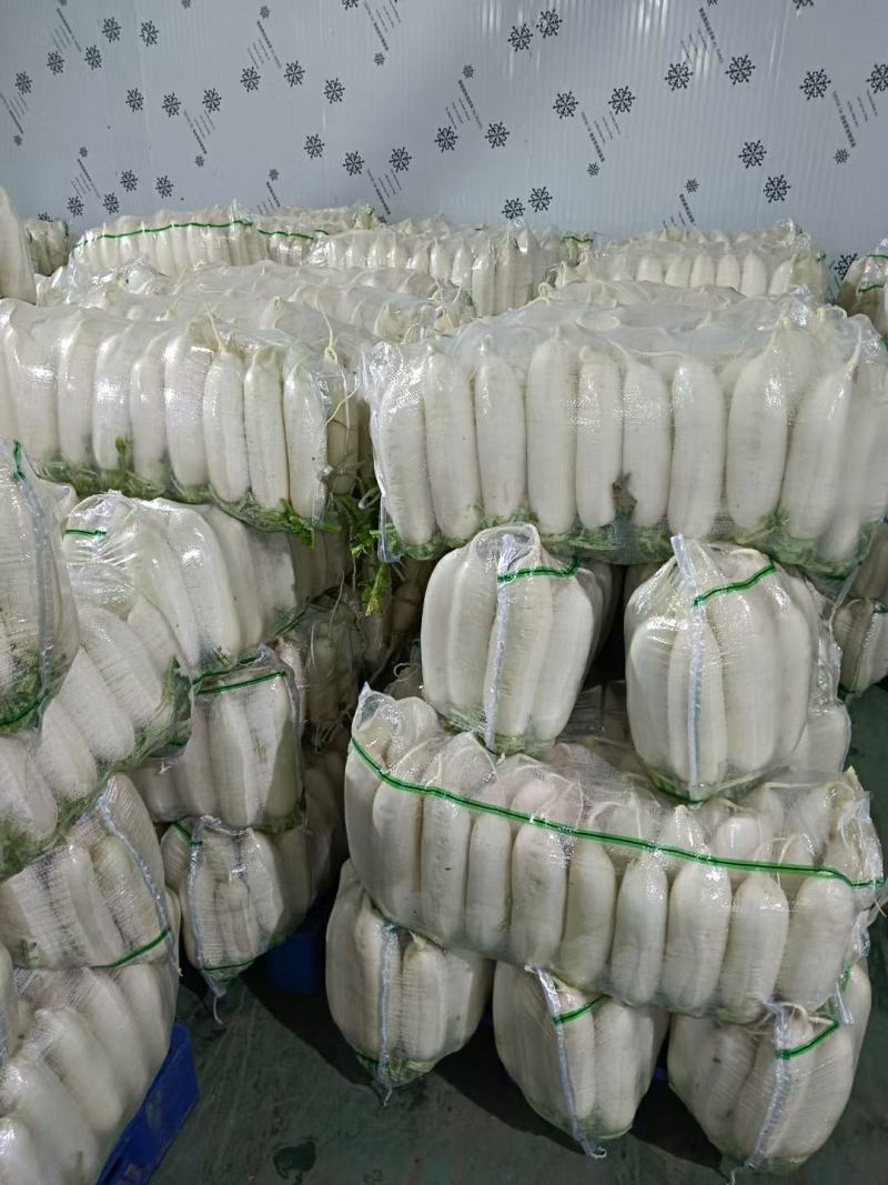 湖北精品白萝卜产地发货一手货源批发品质保证价格美丽