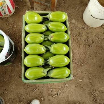 青茄青茄子随州产地直发欢迎咨询合作品质好
