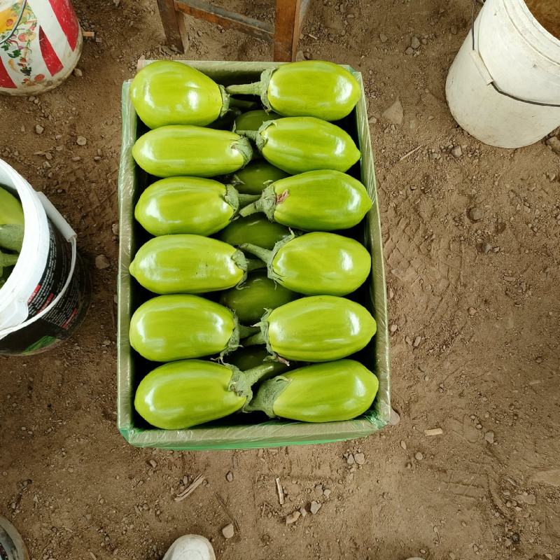 青茄青茄子随州产地直发欢迎咨询合作品质好