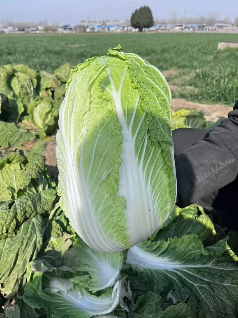 湖北黄心白菜产地发货一手货源批发品质保证价格美丽
