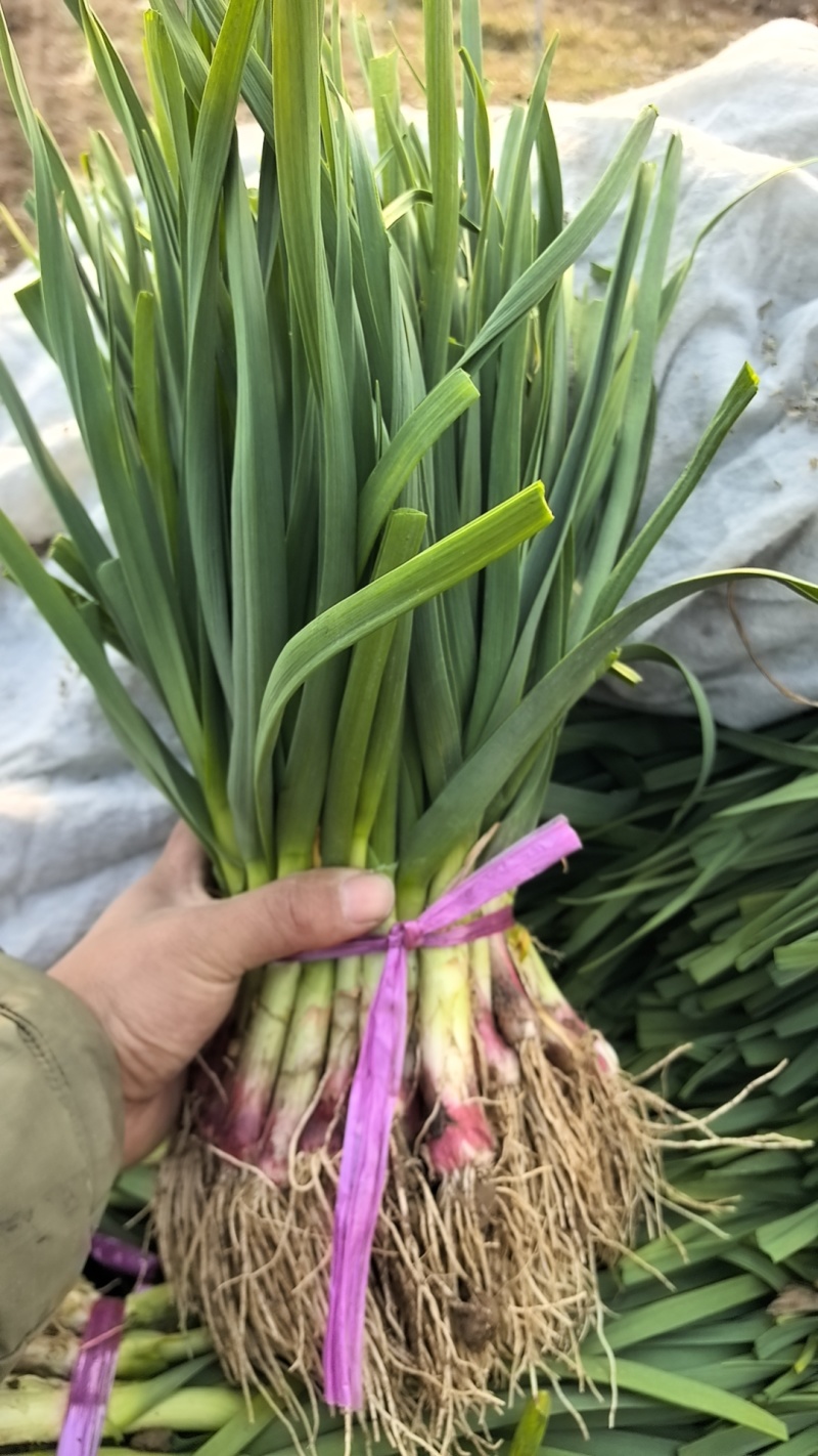 大棚蒜苗水洗干货诚信经营代发全国品质保证欢迎来电采购水洗