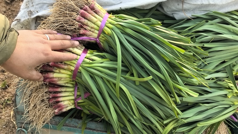 大棚蒜苗水洗干货诚信经营代发全国品质保证欢迎来电采购水洗