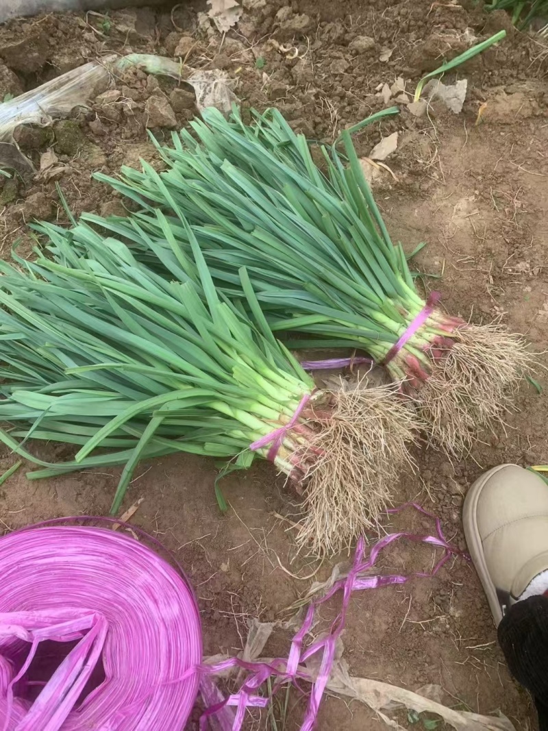大棚蒜苗水洗干货诚信经营代发全国品质保证欢迎来电采购水洗