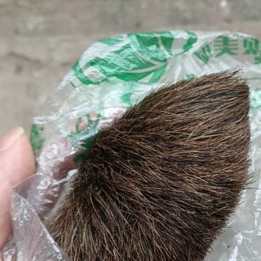 猪宝