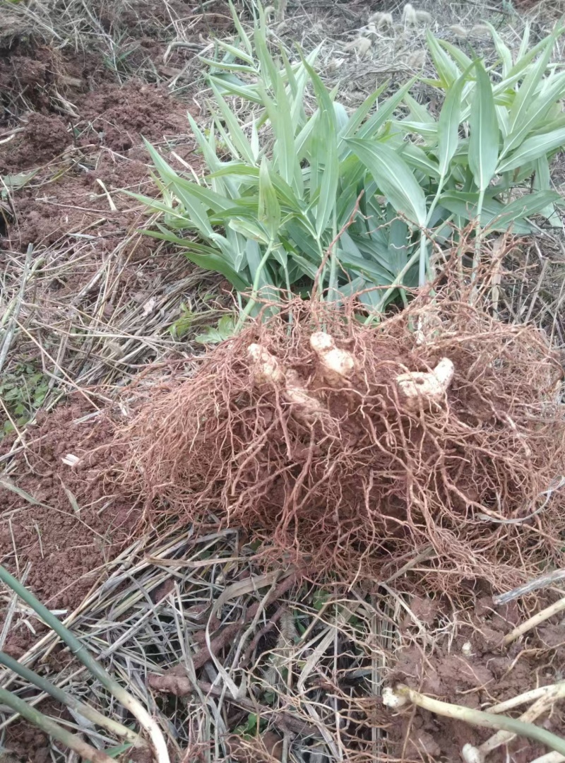 四川达州优质黄精苗现挖现发两年大苗基地直销