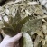 正宗国产香叶特绿精品大量供应全国发货