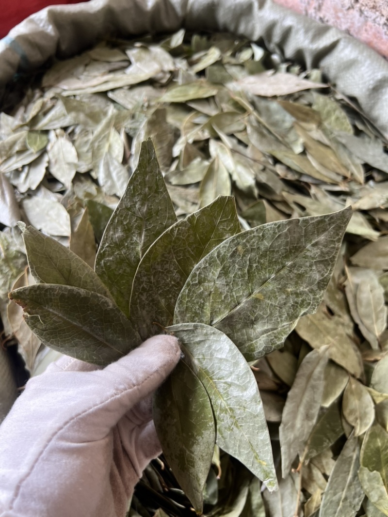 正宗国产香叶特绿精品大量供应全国发货