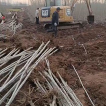 杨树苗基地大量出货清地价