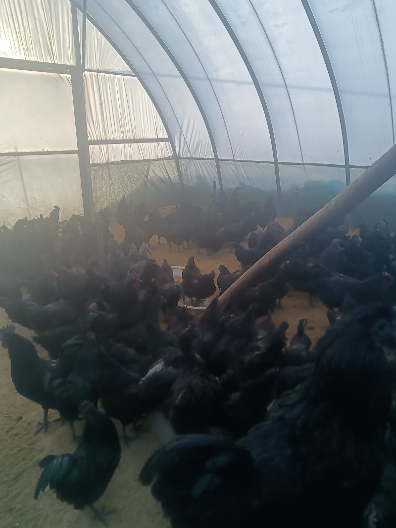 五黑鸡种蛋，农村纯散松粮食喂养，受精率高。京东顺丰发货。