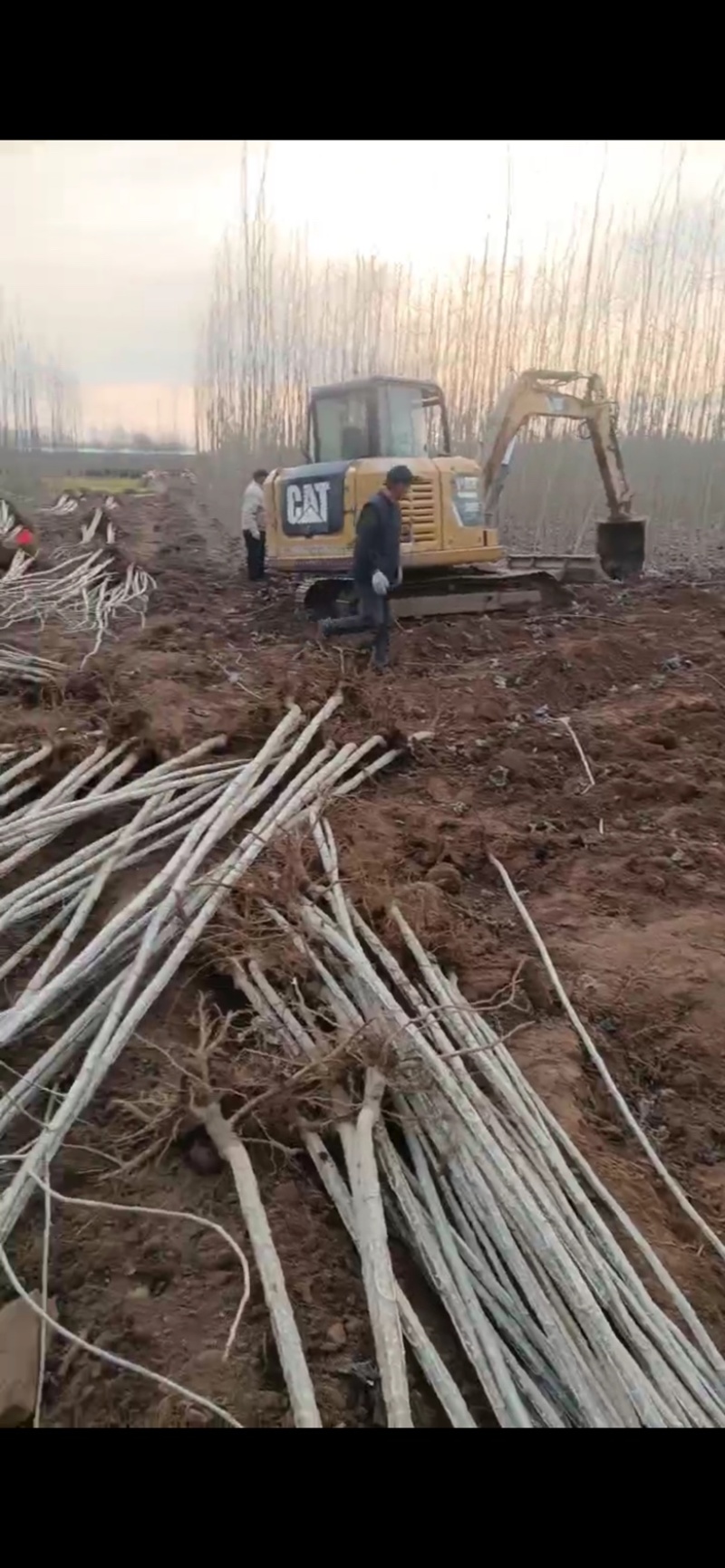 杨树苗基地大量出货清地价