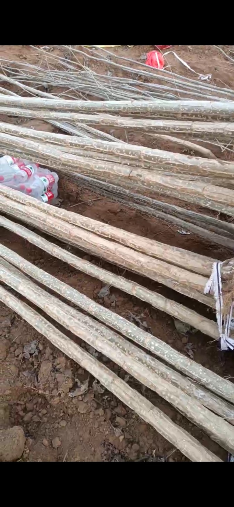 杨树苗基地大量出货清地价