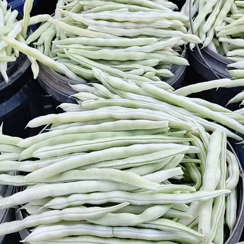 精品芸豆