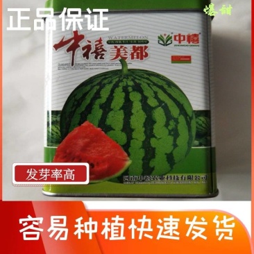 中禧美都西瓜种子华洲美都西瓜籽耐裂大红瓤高糖甘甜酥脆