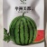 中禧美都西瓜种子华洲美都西瓜籽耐裂大红瓤高糖甘甜酥脆