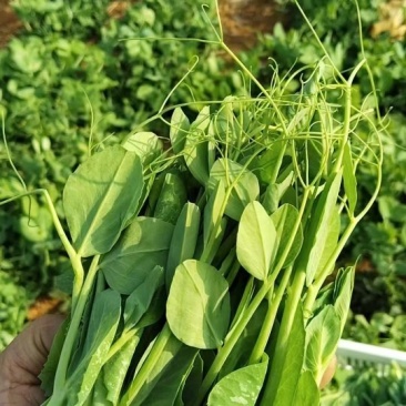 云南碗豆尘，碗豆苗，大量上市，可视频看货，欢迎联系