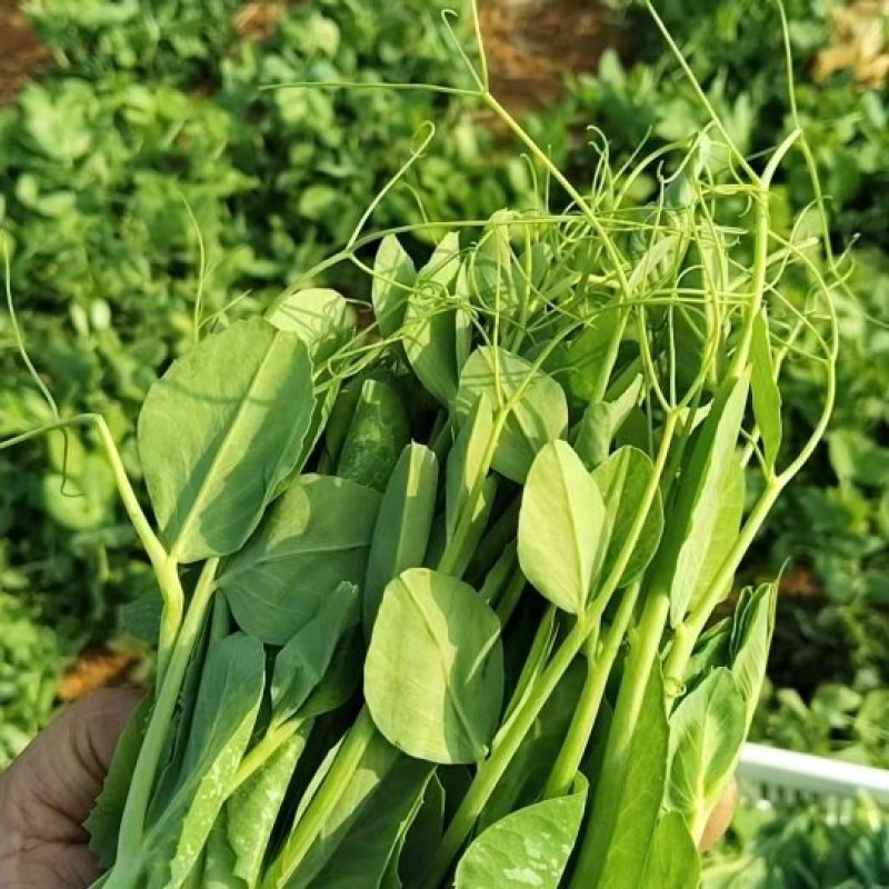 云南碗豆尘，碗豆苗，大量上市，可视频看货，欢迎联系