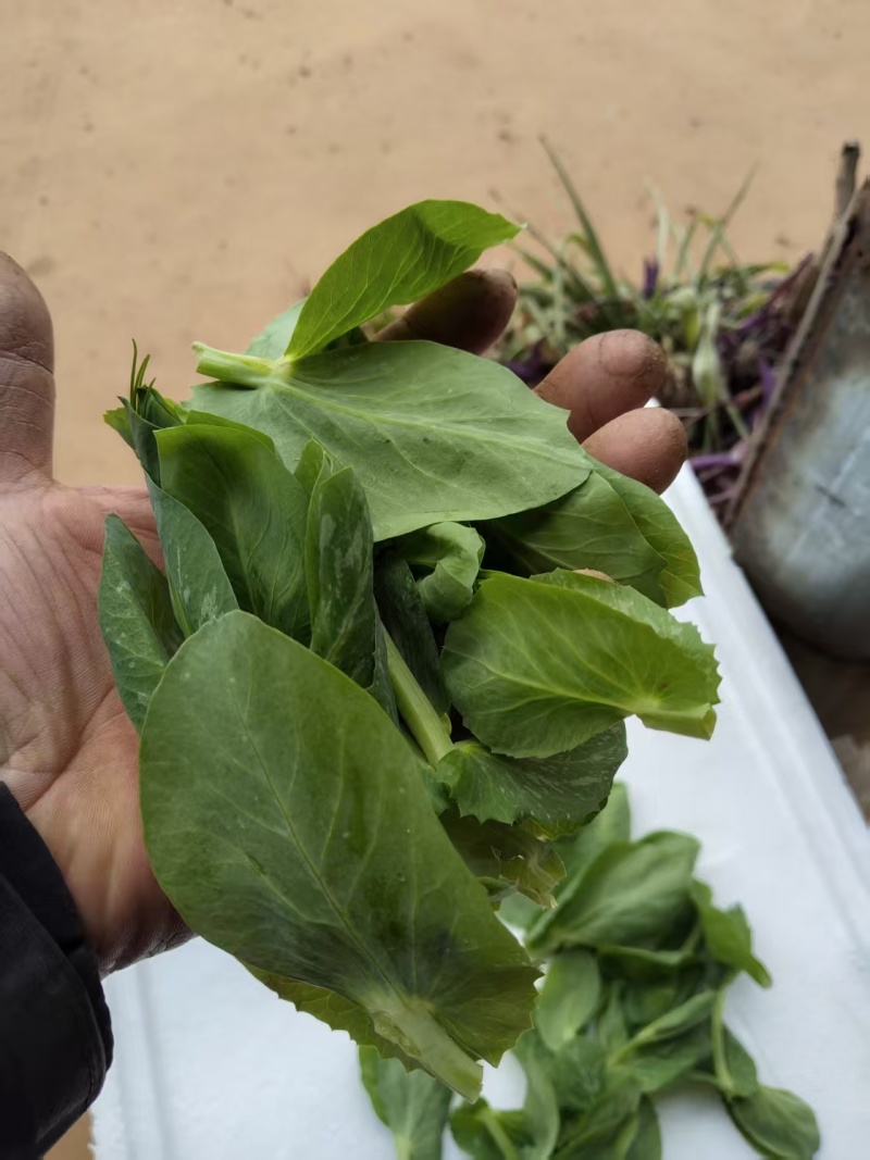 云南碗豆尘，碗豆苗，大量上市，可视频看货，欢迎联系