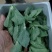 云南碗豆尘，碗豆苗，大量上市，可视频看货，欢迎联系