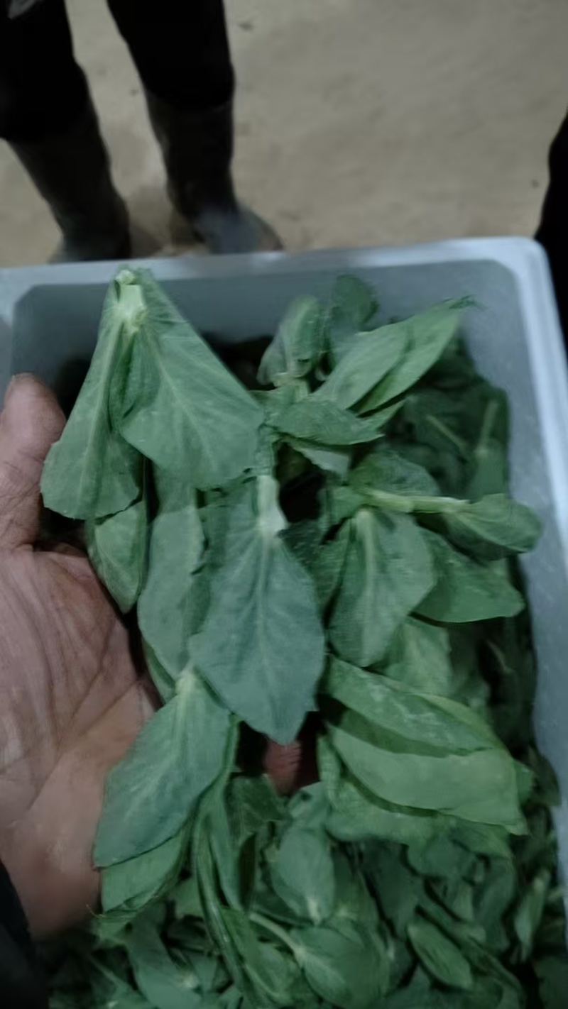云南碗豆尘，碗豆苗，大量上市，可视频看货，欢迎联系
