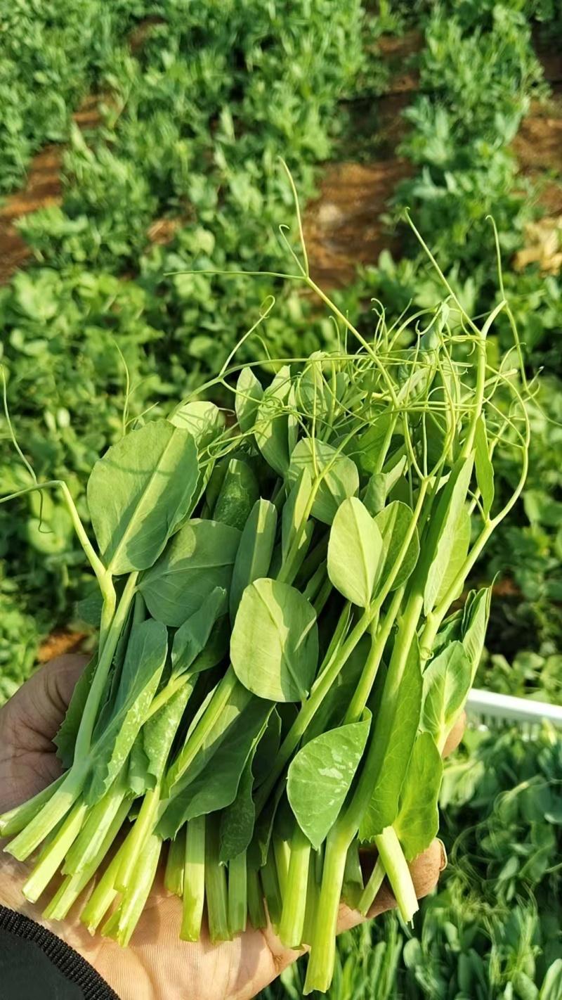 云南碗豆尘，碗豆苗，大量上市，可视频看货，欢迎联系