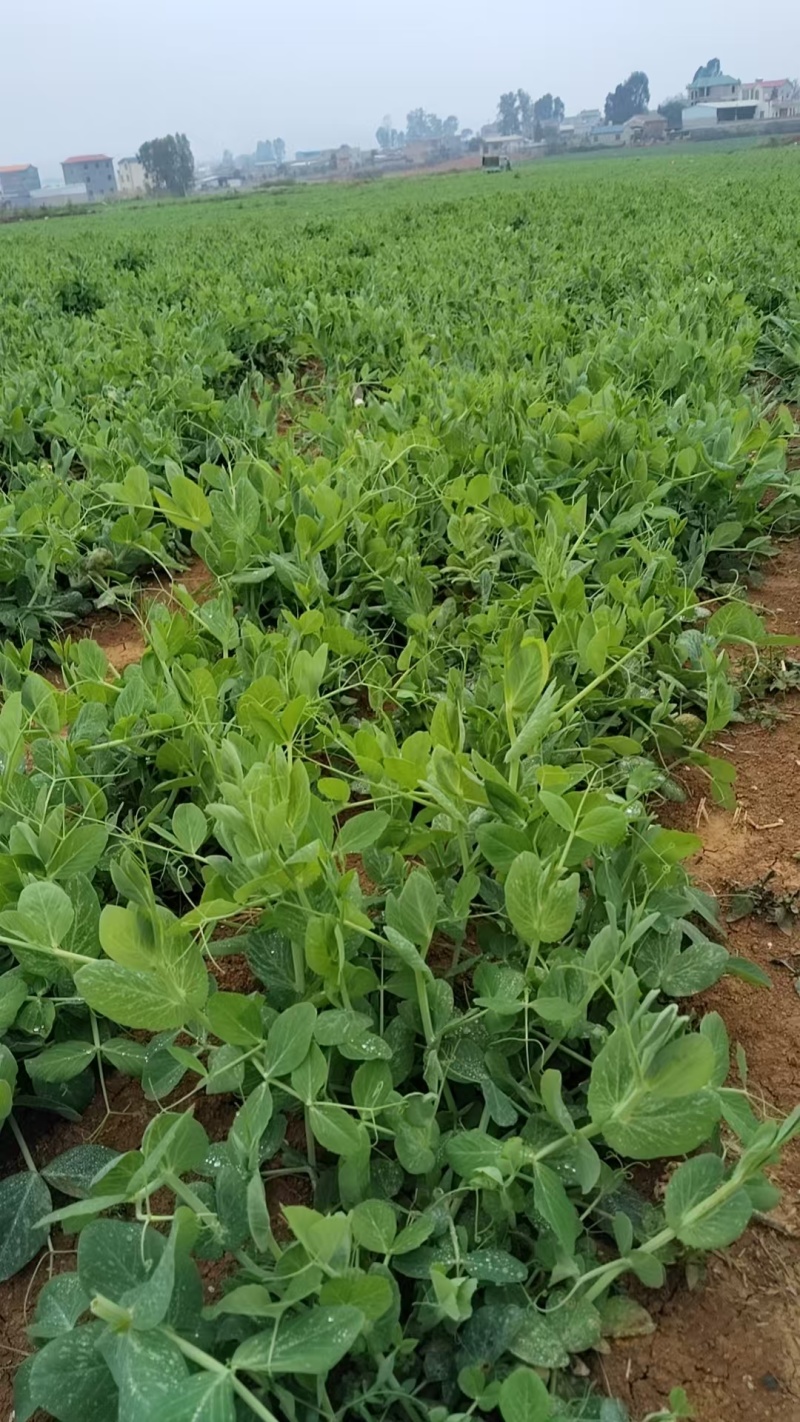 云南碗豆尘，碗豆苗，大量上市，可视频看货，欢迎联系