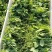 云南碗豆尘，碗豆苗，大量上市，可视频看货，欢迎联系