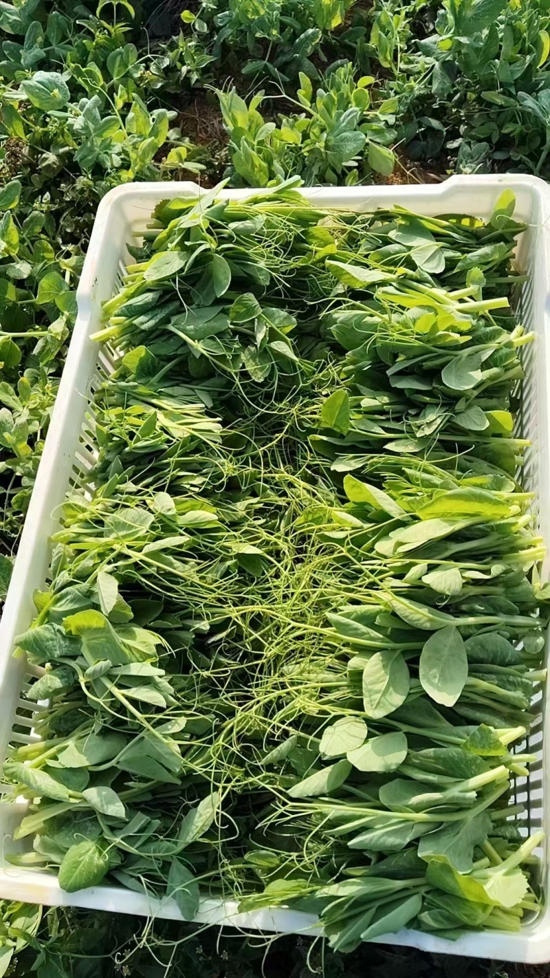 云南碗豆尘，碗豆苗，大量上市，可视频看货，欢迎联系