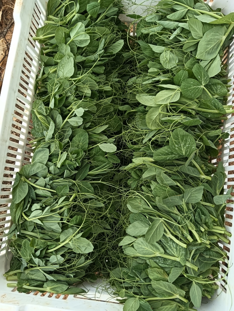 云南碗豆尘，碗豆苗，大量上市，可视频看货，欢迎联系