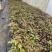 各种三角梅小苗