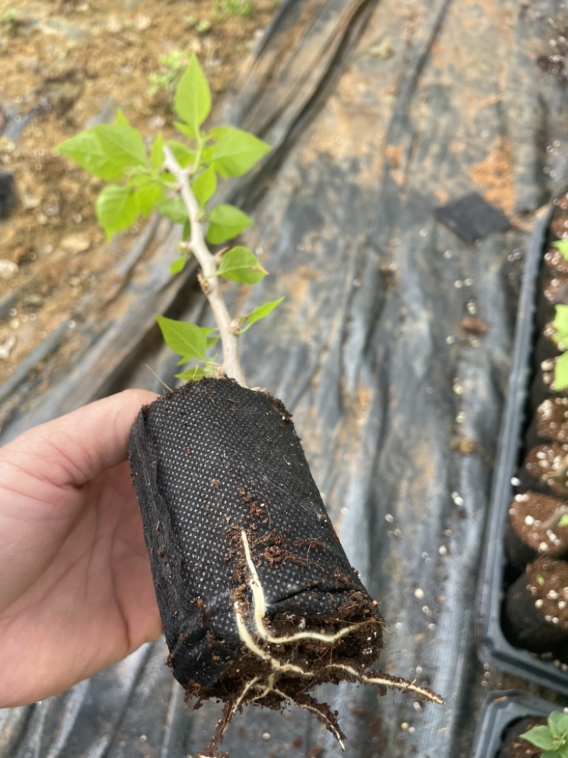 各种三角梅小苗