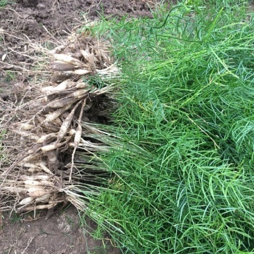 【推荐】云南楚雄天冬品质保证产地直供量大从优
