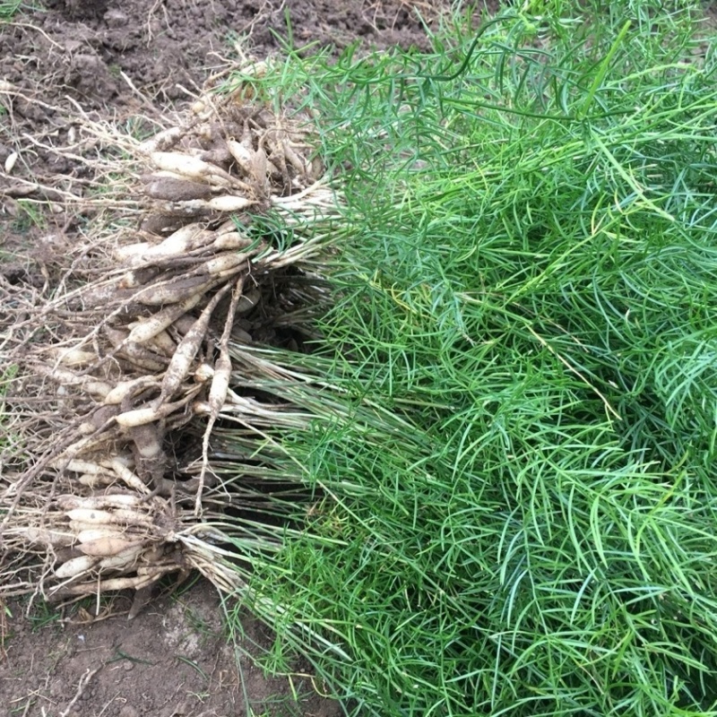 【推荐】云南楚雄天冬品质保证产地直供量大从优