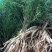 【推荐】云南楚雄天冬品质保证产地直供量大从优