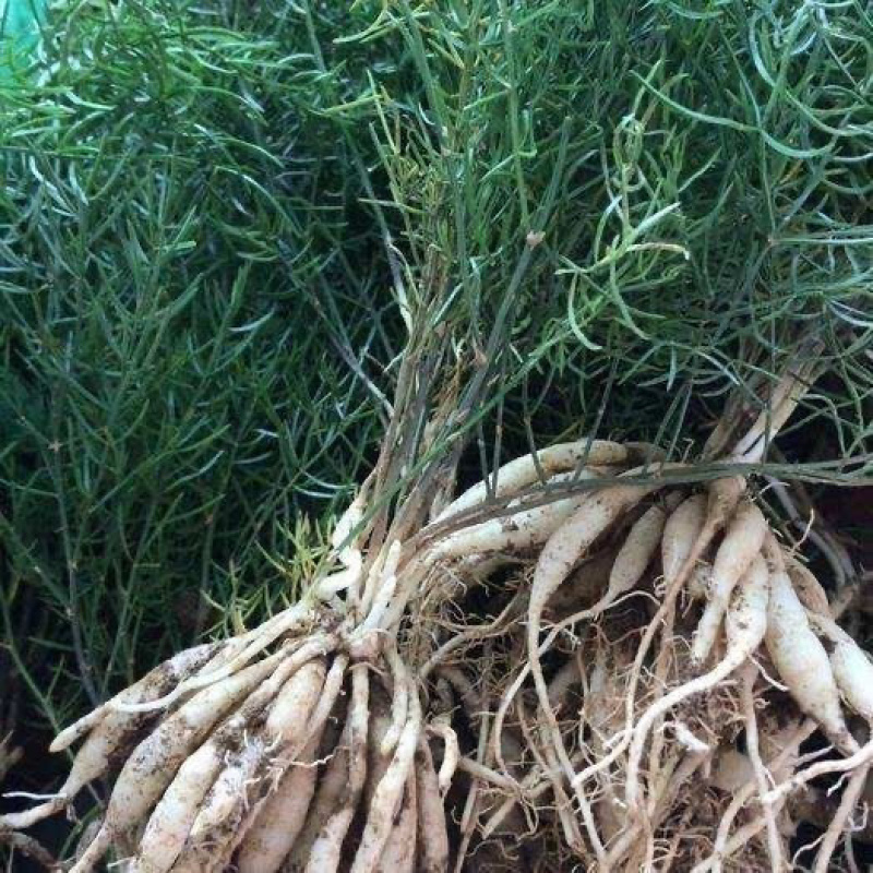 【推荐】云南楚雄天冬品质保证产地直供量大从优
