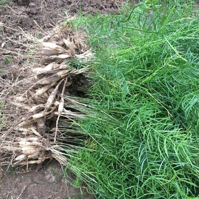 【推荐】云南楚雄天冬品质保证产地直供量大从优