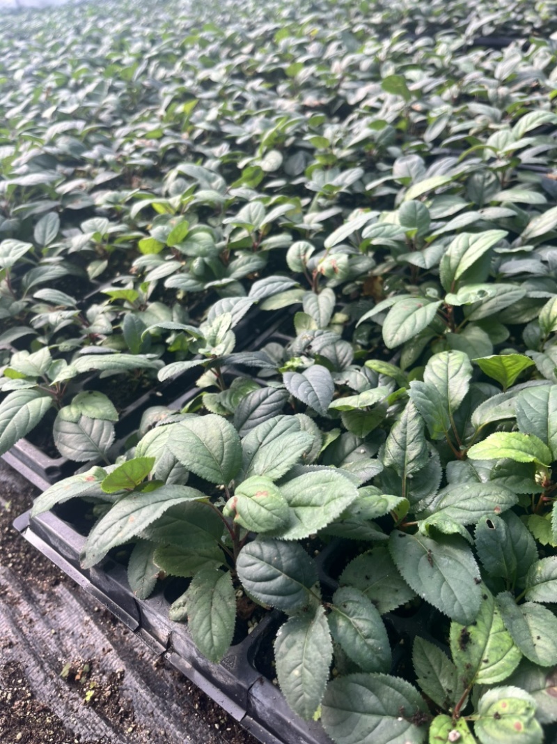 苹果砧木苗乔化海棠中间砧m26自根砧g935