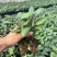 苹果砧木苗乔化海棠中间砧m26自根砧g935