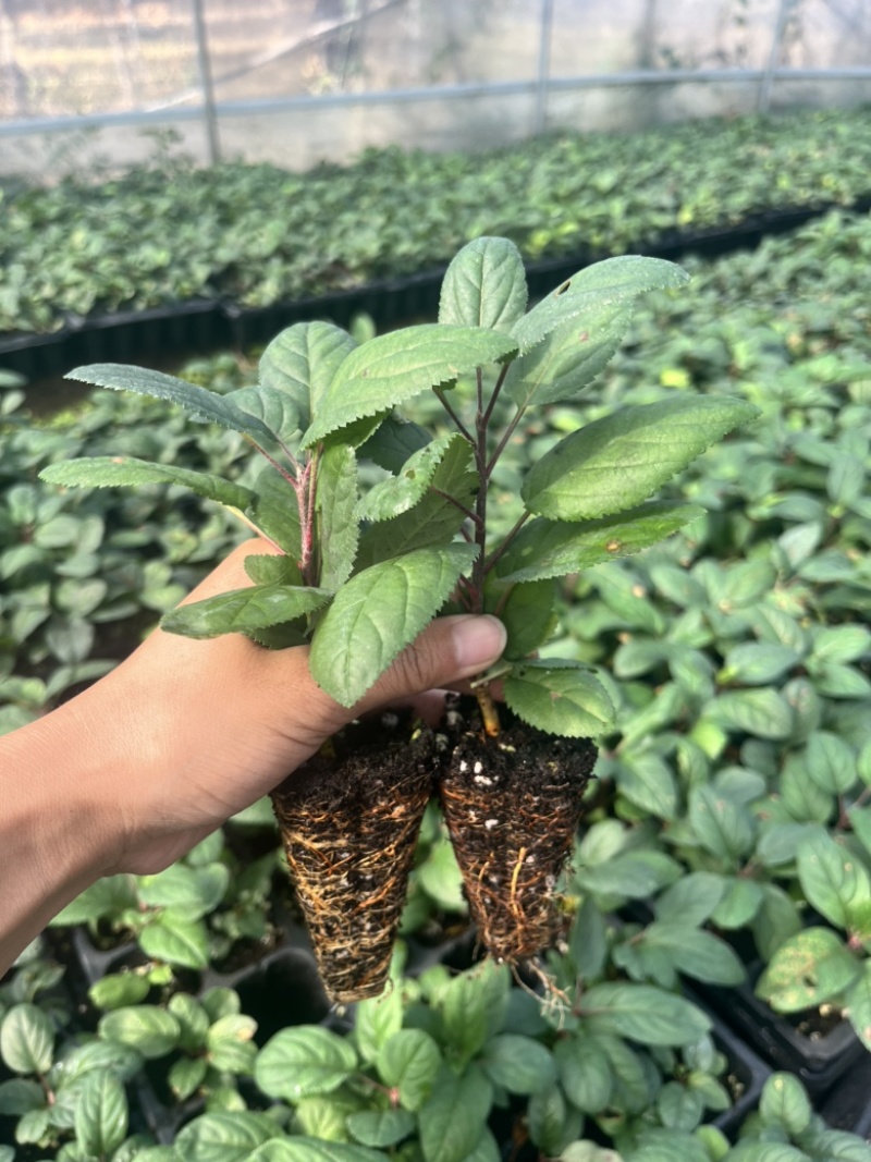 苹果砧木苗乔化海棠中间砧m26自根砧g935