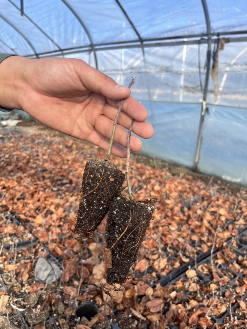 苹果砧木苗乔化海棠中间砧m26自根砧g935