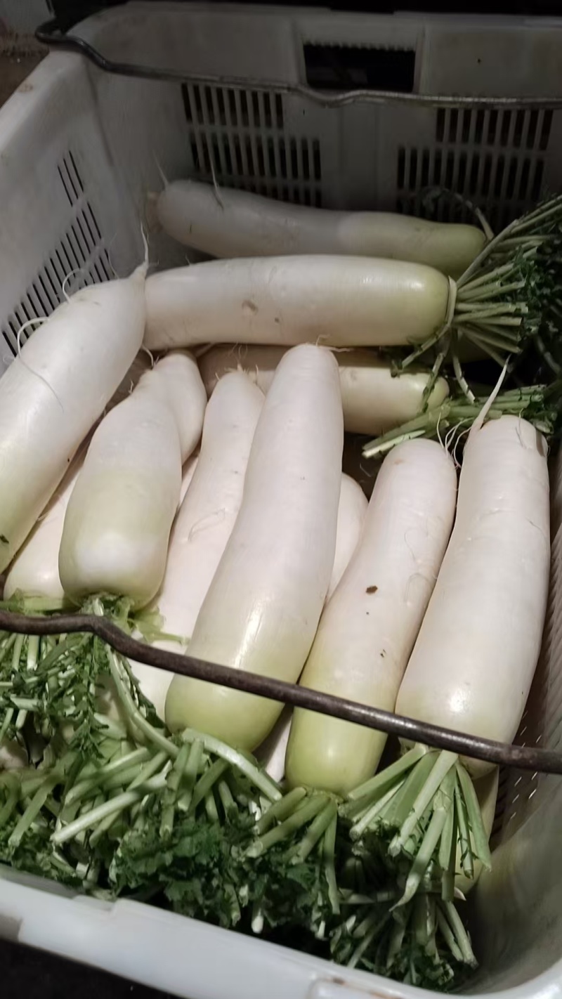 萝卜上市