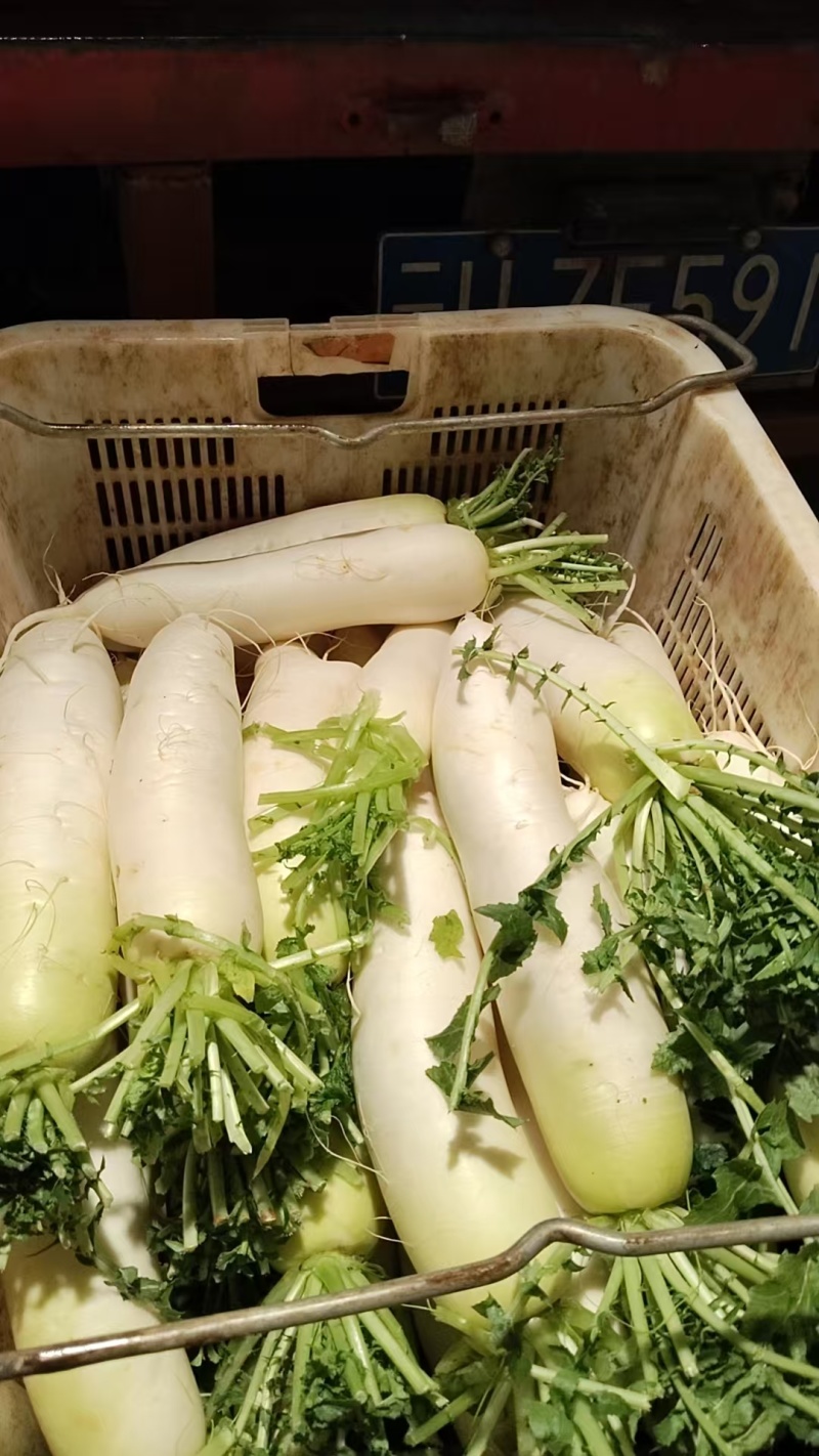 萝卜上市