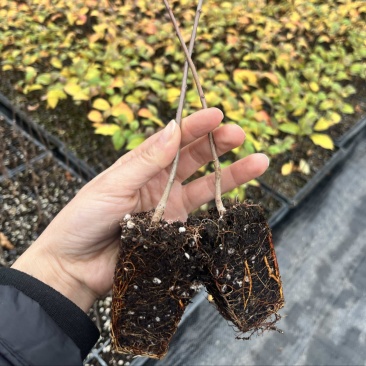 苹果砧木苗乔化海棠中间砧m26自根砧g935