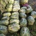 早熟真双季茭白荣民三号茎基控干蔸