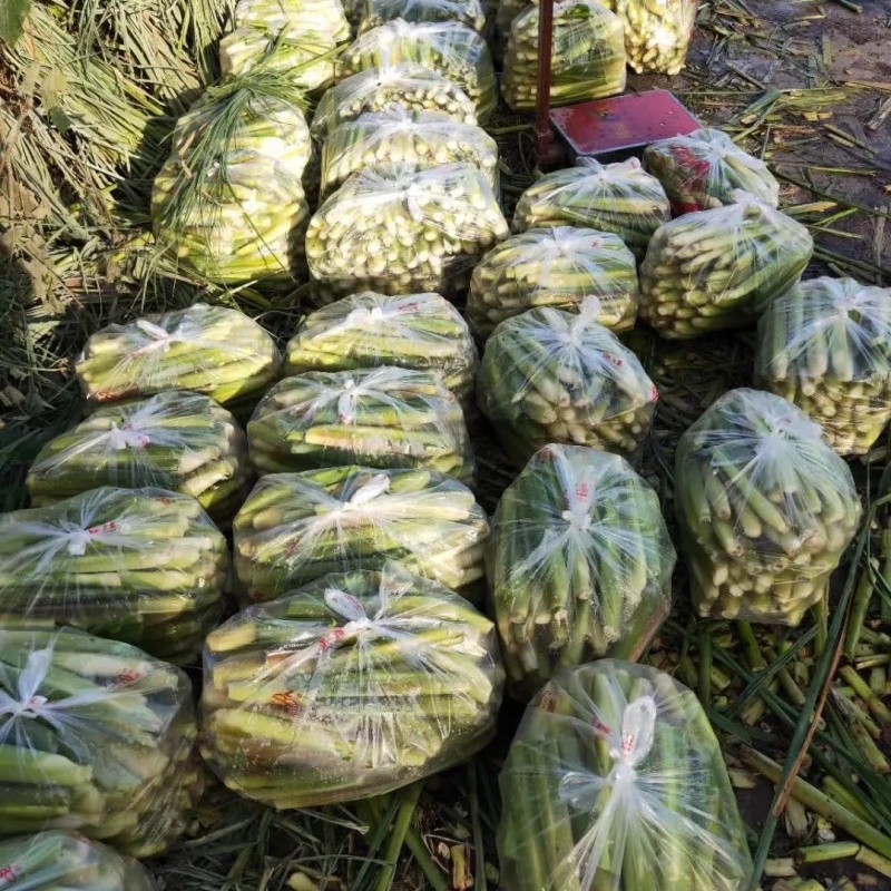 早熟真双季茭白荣民三号茎基控干蔸