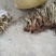 早熟真双季茭白荣民三号茎基控干蔸